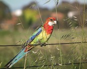 Small and isolated habitat patches crucial to species survival