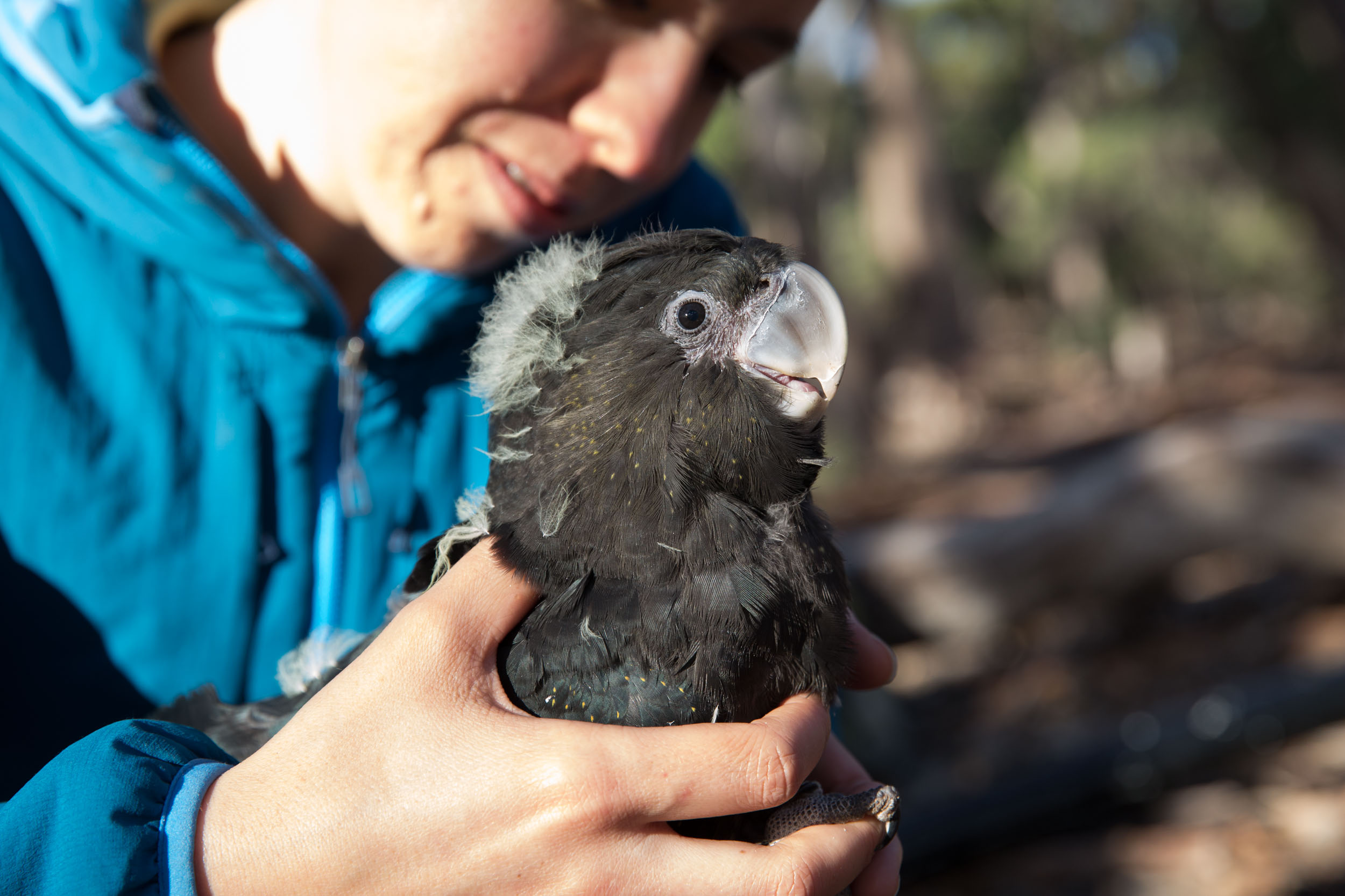 Researchers tune in to nesting calls to help rare cockatoos