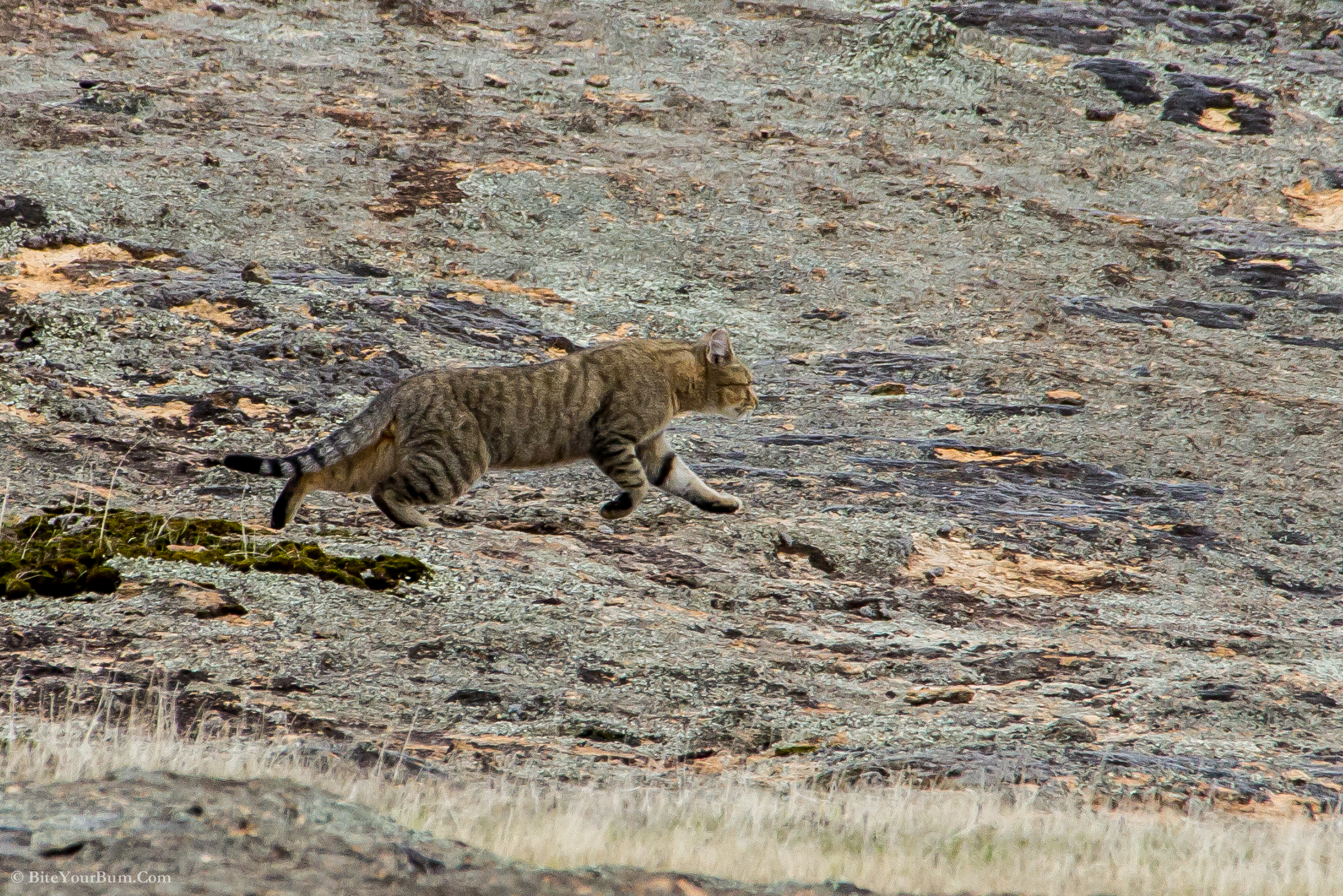 Recovery Hub to join against feral cats