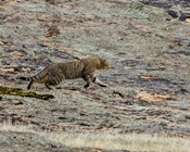 TSR contributes to Feral Cat Taskforce