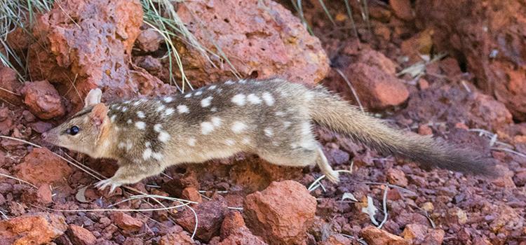 Better offsets for threatened species