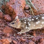 Better offsets for threatened species