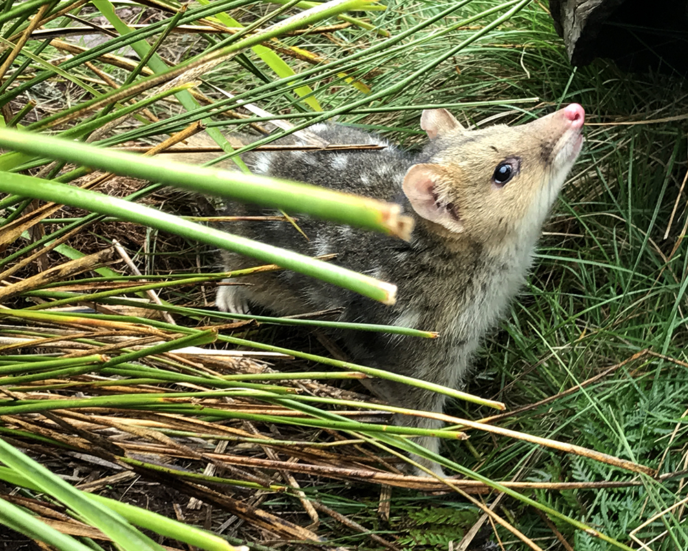 Threatened species returning to Booderee National Park