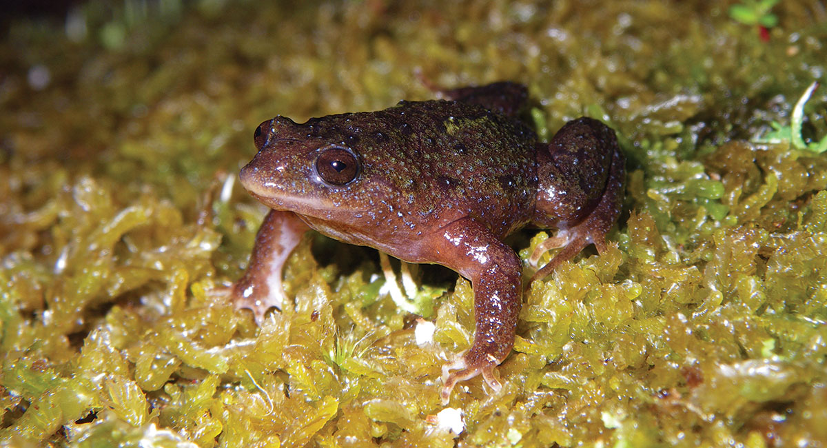 Modelling distributions of species under environmental change