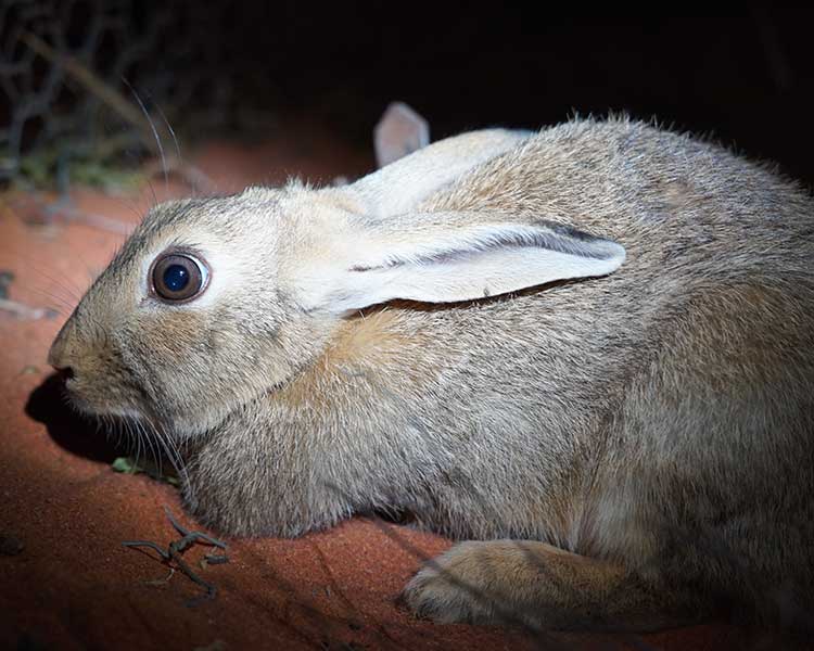 Australia’s 10 worst invasive species, study