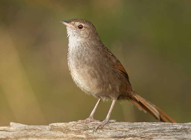 Long-term monitoring at Booderee National Park Reveals valuable insights for park management