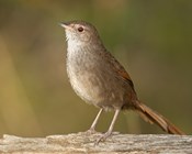 Long-term monitoring at Booderee National Park Reveals valuable insights for park management