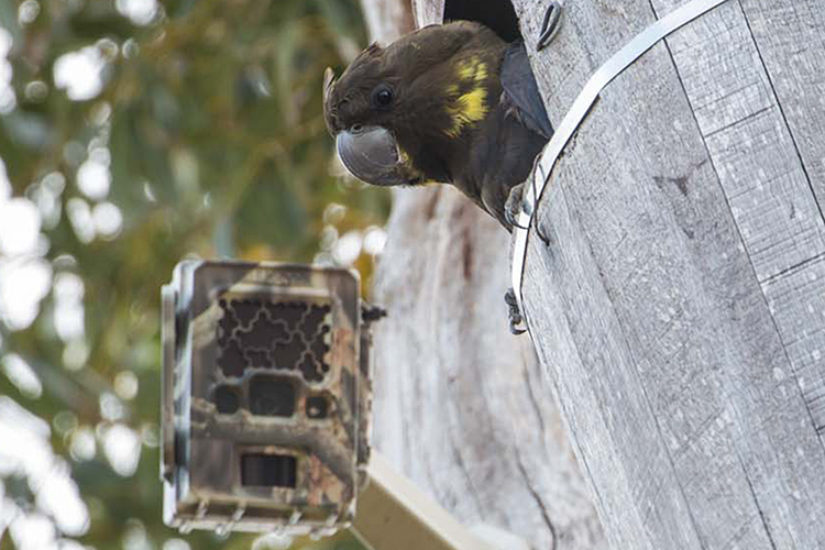 Acoustic monitoring to fill knowledge gaps about cockatoo breeding