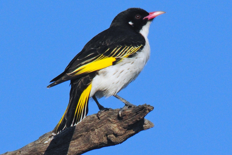 Trending now: The new Threatened Species Index for Australian birds