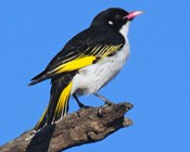 Trending now: The new Threatened Species Index for Australian birds