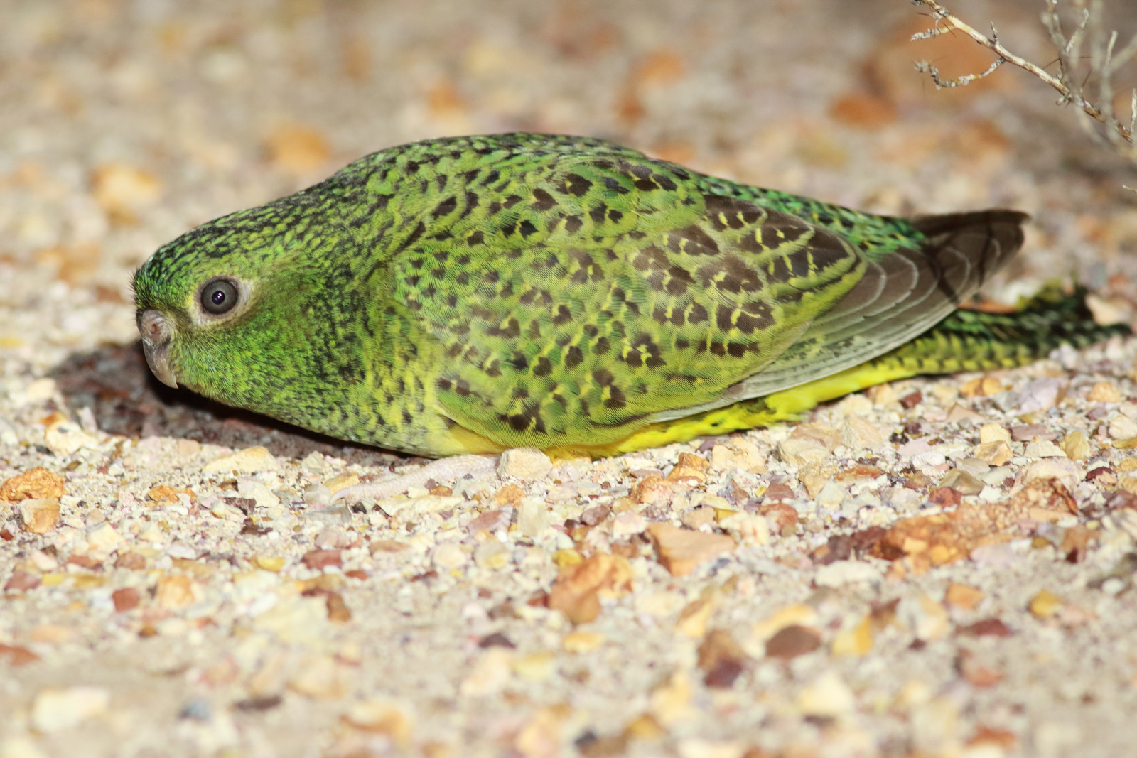 How long between drinks for the night parrot?