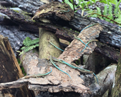 Collaboration benefits threatened species in national parks