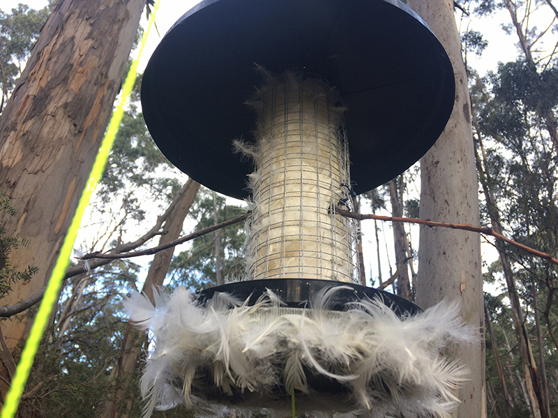 Researchers help endangered birds to ‘self-fumigate’ their nests