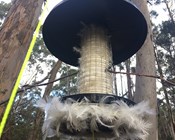 Researchers help endangered birds to ‘self-fumigate’ their nests