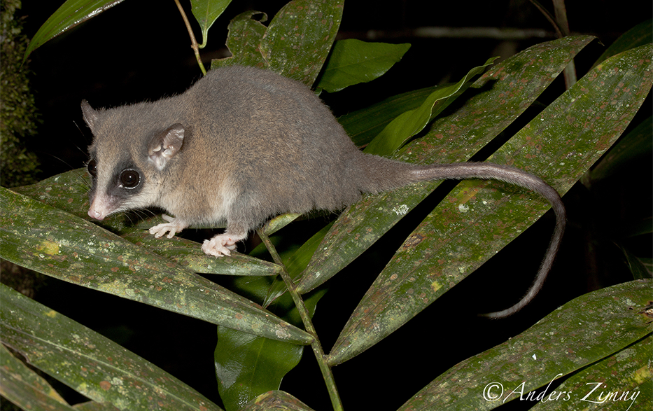 CAUL Urban Wildlife app Possums and Gliders Project