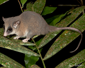 CAUL Urban Wildlife app Possums and Gliders Project