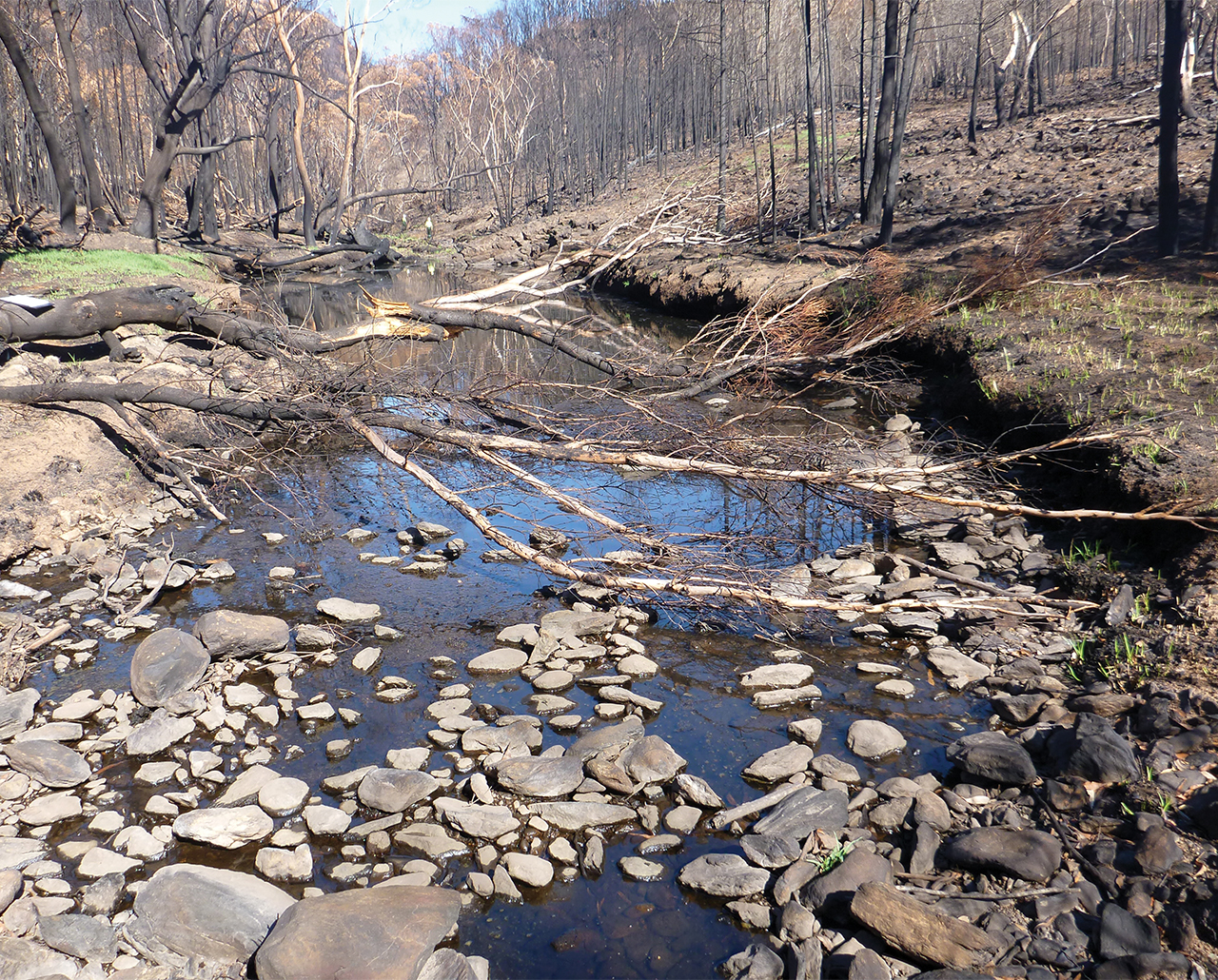 Protecting threatened species and communities during wildfires:  Learning from the 2019–20 fires