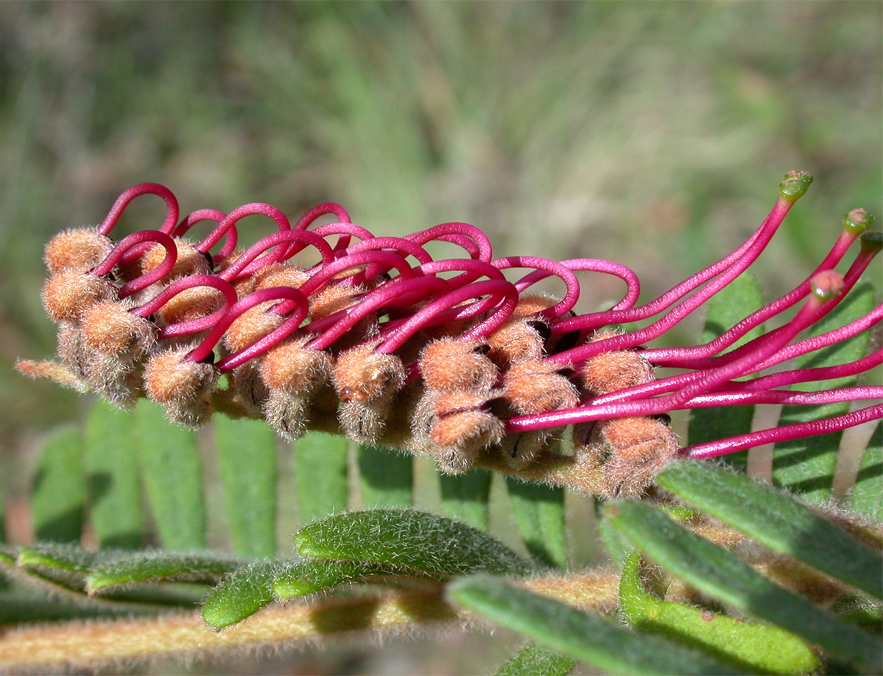 Caley’s grevillea