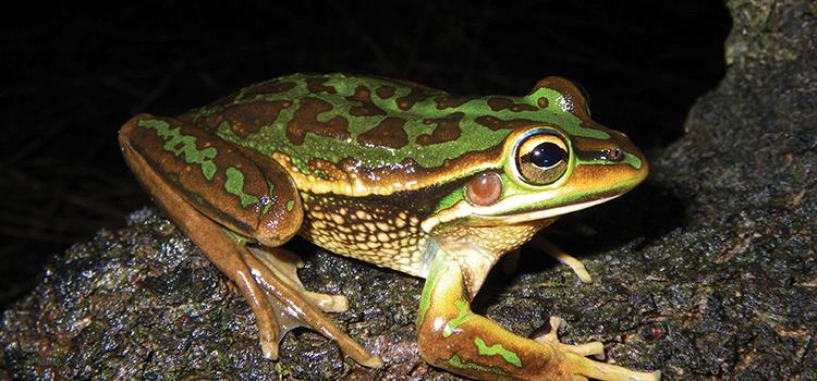 Translating research findings on offsets and strategic assessment to practice and policy