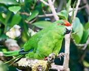 Learning from success and extinction