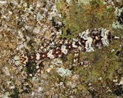 Aussie icons at risk: Scientists name 20 snakes and lizards on path to extinction