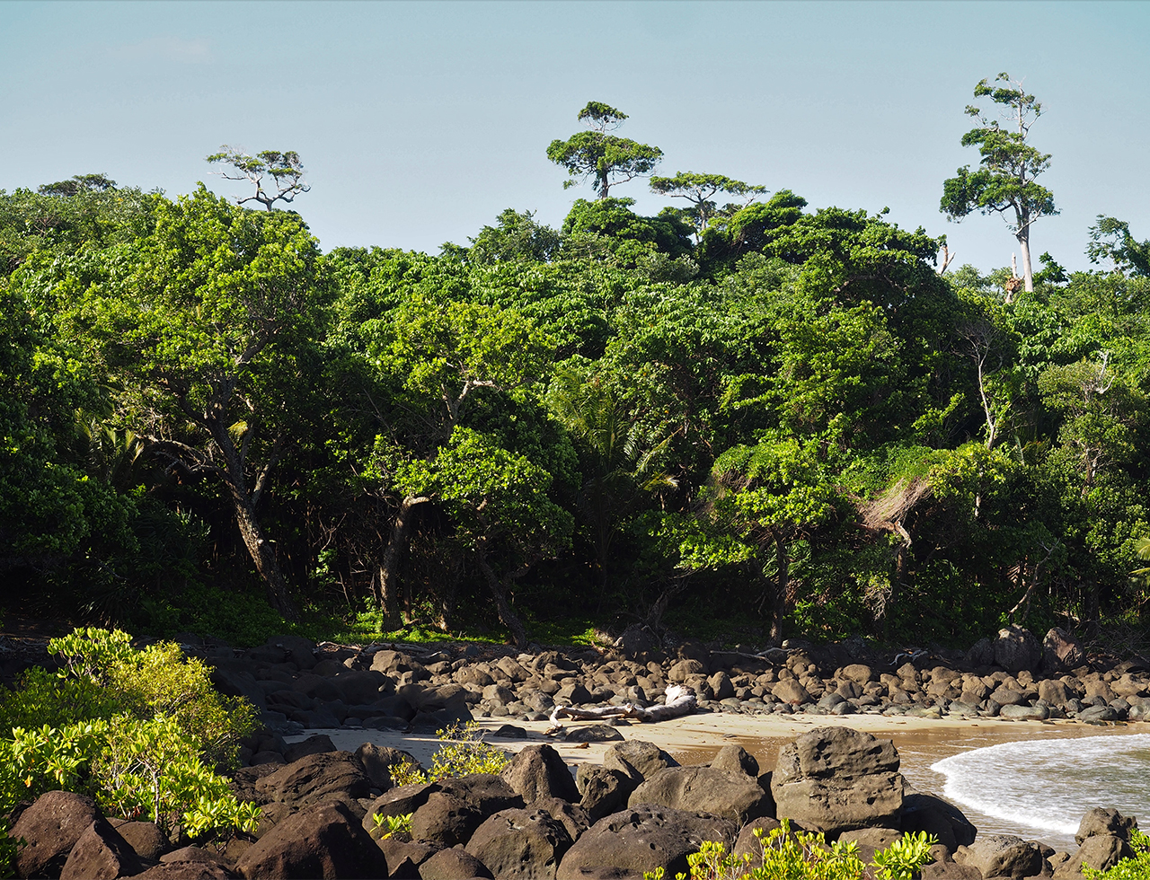 Littoral rainforest