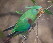 Better offsets for threatened species