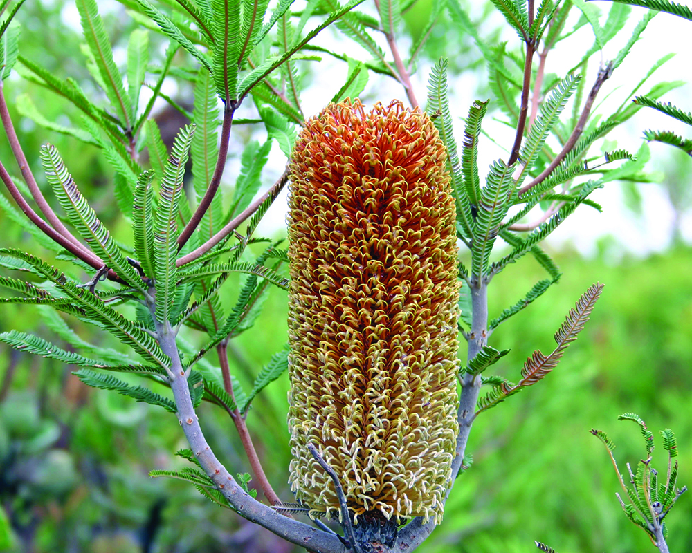 Banksia Brownii