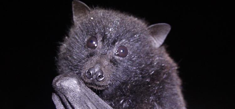 Conservation of the Christmas Island flying-fox