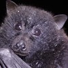 Conservation of the Christmas Island flying-fox