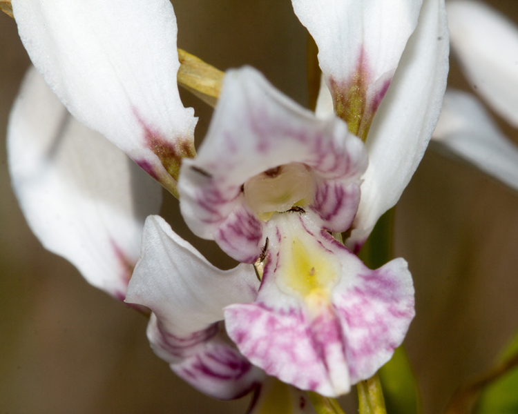 Recovering Australian threatened species - Reasons to be hopeful