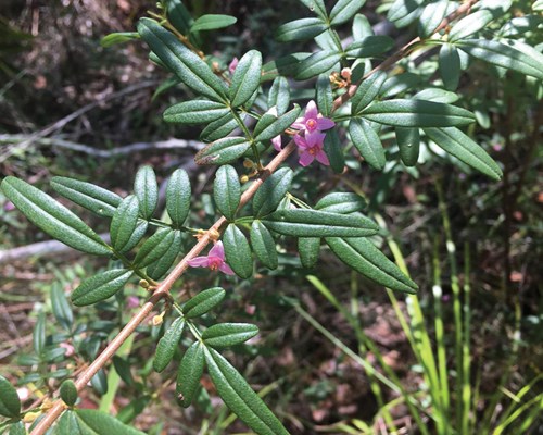 Boronia keysii_photo Mark Ooi