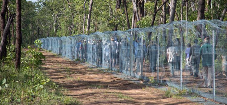 The economics of threatened species management