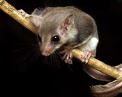 Got a possum in your backyard? We’d love to know