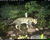 Feral cats cover over 99.8% of Australia