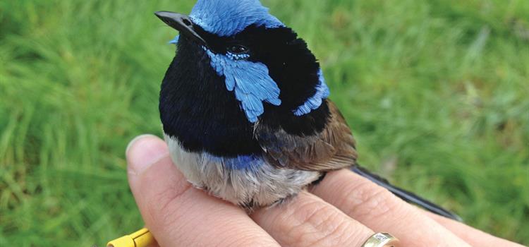 Survival and persistence of woodland birds in restoration plantings