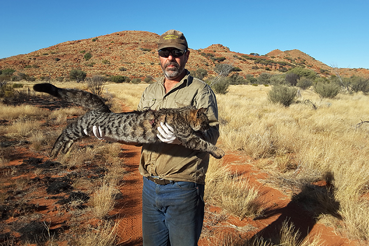 Tracking cats to help the night parrot