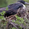 Christmas Island frigatebird: Workshop focusing on research and management priorities