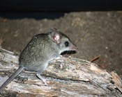 Improving detection and tracking of how species are doing