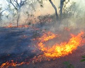 Partnerships with Indigenous communities key for threatened species