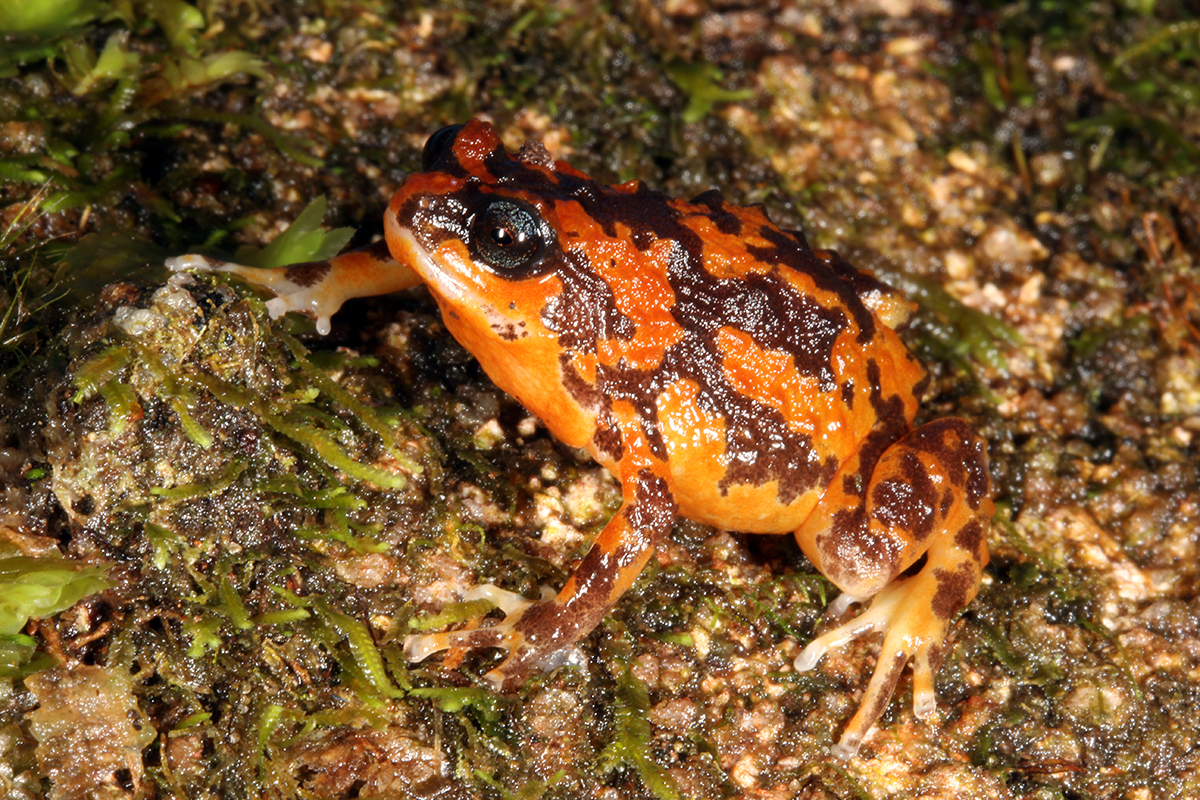 These frogs need our help: Scientists name the Australian frogs at greatest risk of extinction, four likely already lost