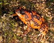 These frogs need our help: Scientists name the Australian frogs at greatest risk of extinction, four likely already lost