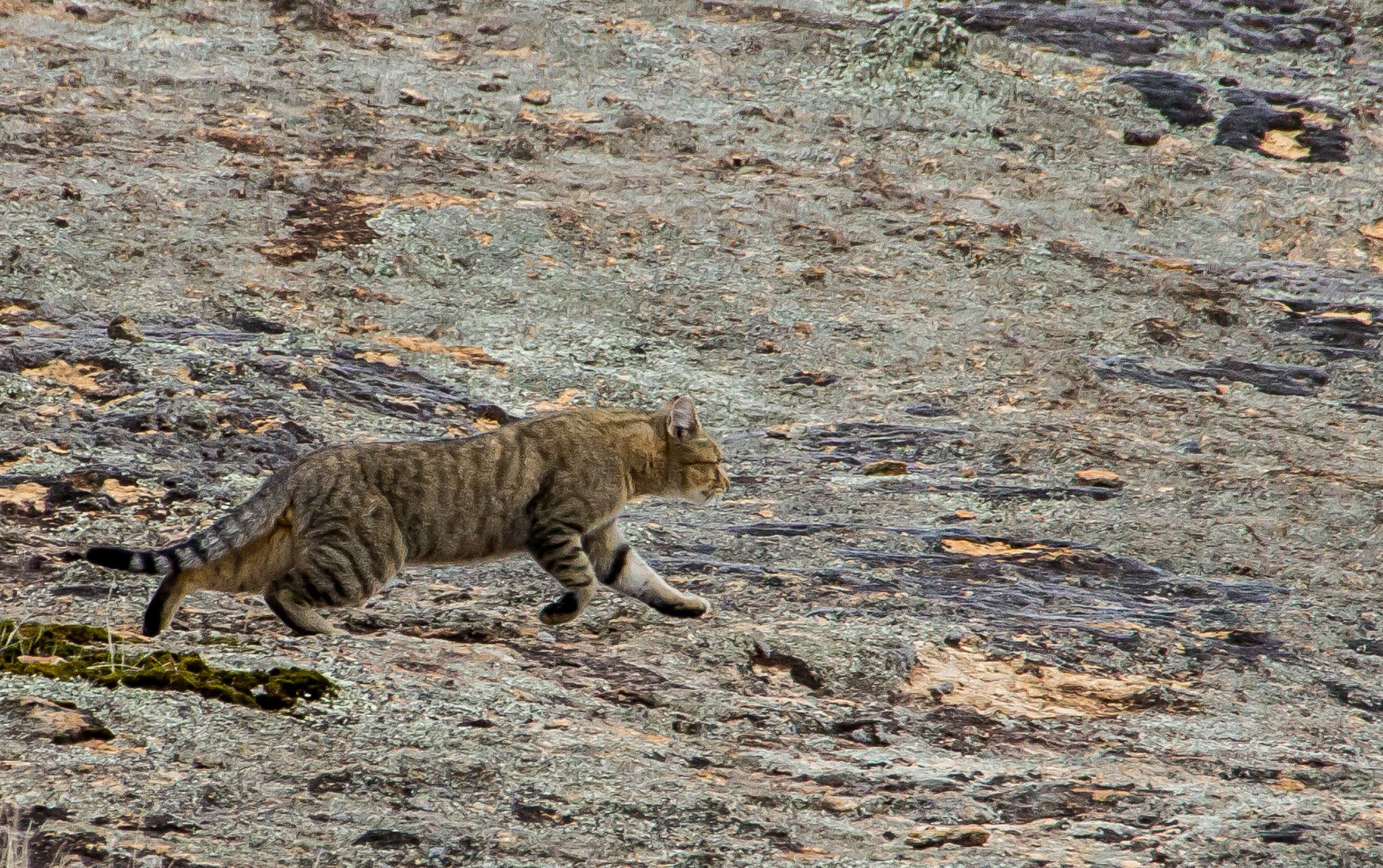 Threatened Species Recovery Hub to join fight against feral cats