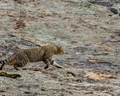 Threatened Species Recovery Hub to join fight against feral cats