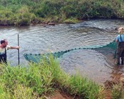 Big trouble for little fish: The 22 freshwater fishes at risk of extinction