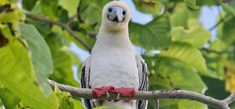 A tool for evaluating biodiversity monitoring programs in national parks