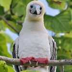 A tool for evaluating biodiversity monitoring programs in national parks