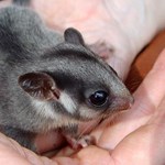 Practical adaptive management to improve threatened species conservation programs