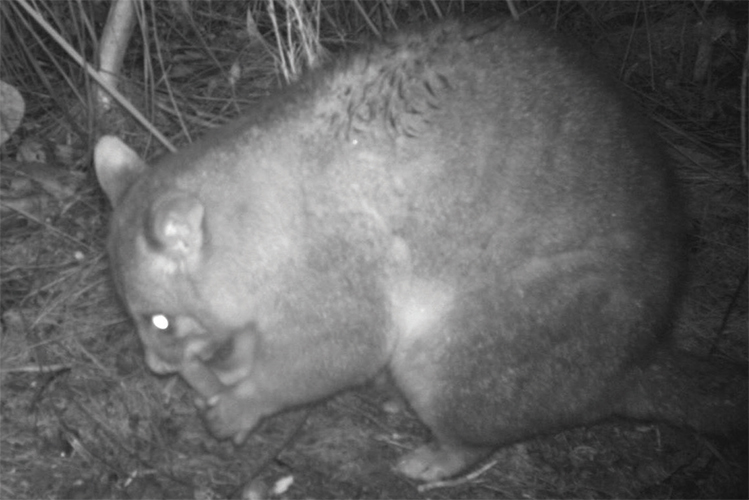 Testing cat baiting on Kangaroo Island