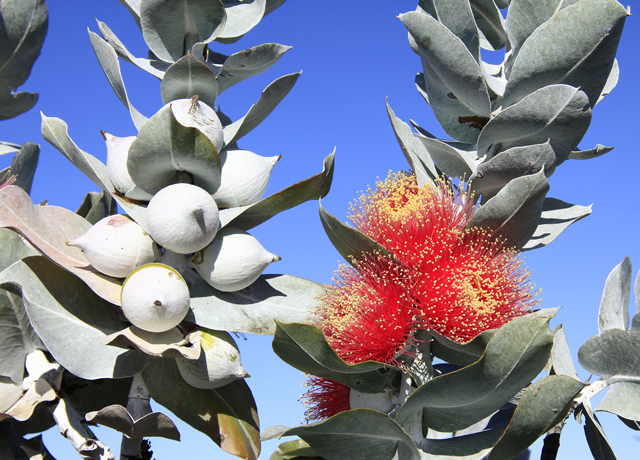 Over 100 eucalypt tree species newly recommended for threatened listing